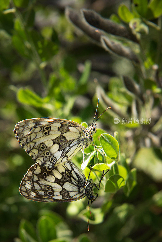 大理石白色(Melanargia galathea)蝴蝶交配